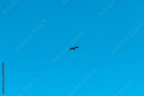 Raptor bird with outstretched wings flying gracefully high in the clear blue atmosphere, embodying freedom, wilderness, and expansive nature during a sunny day
