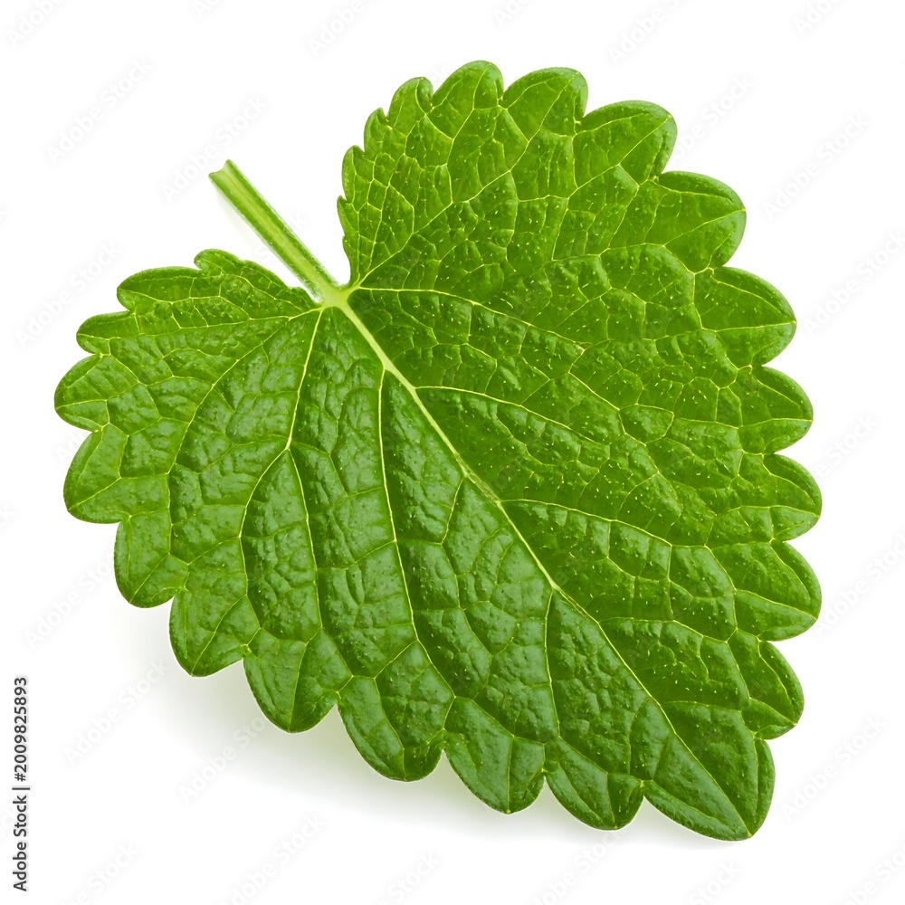 Fototapeta premium Large green leaf with stem isolated.