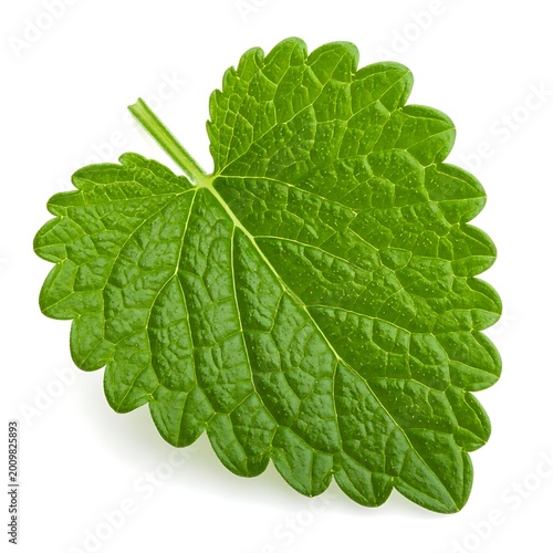 Large green leaf with stem isolated.