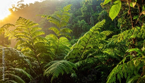 Lush Green Ferns Bathed in Golden Sunlight in a Tropical Forest.