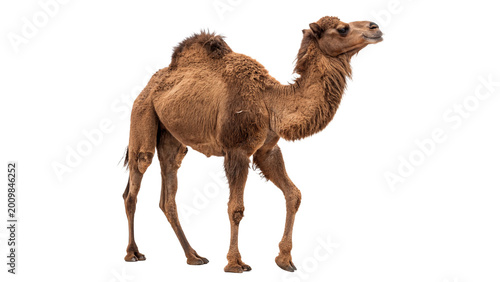Schilderij op canvas Large dromedary camel standing and looking at camera isolated on transparent bac