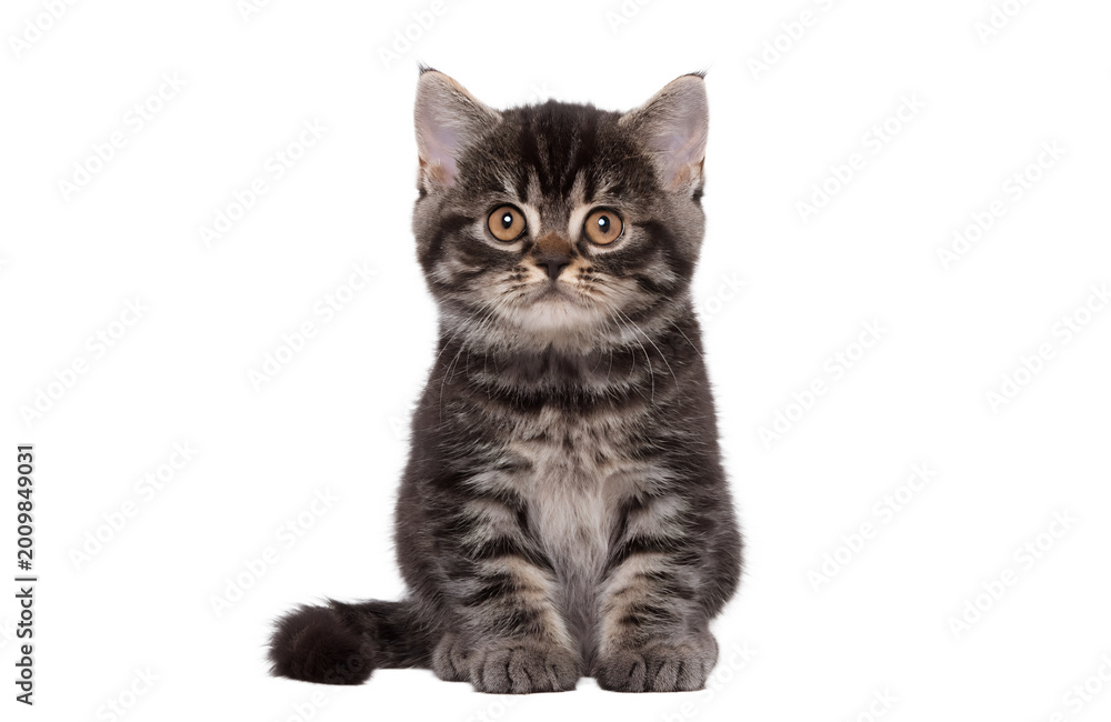 Obraz premium Cute kitten sitting and looking at camera, centered, isolated on white background, commercial stock style