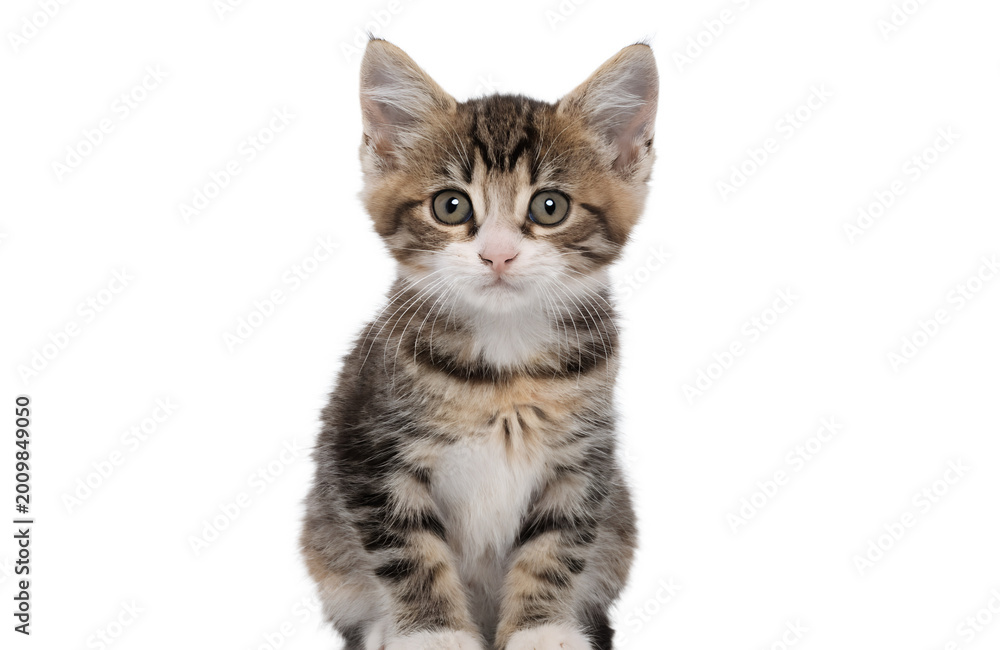 Obraz premium Cute kitten sitting and looking at camera, centered, isolated on white background, commercial stock style