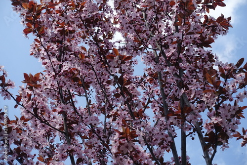 Foto Numerous pink flowers of Prunus pissardii against blue sky in April