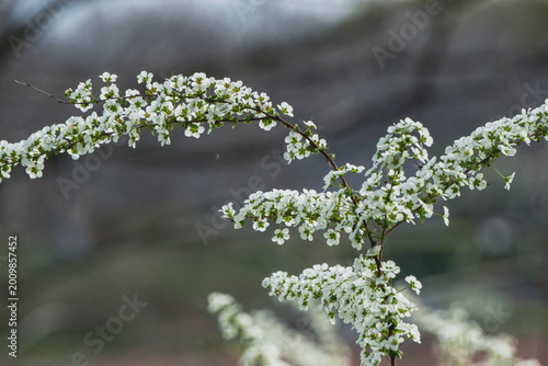 Photos Arching spirea branches with abundant tiny white blossoms in spring