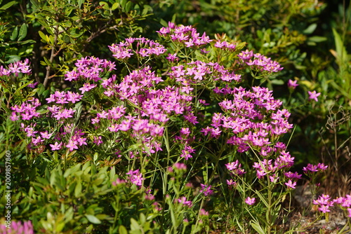 Fotografie The picture shows the common centaury (Centaurium erythraea)