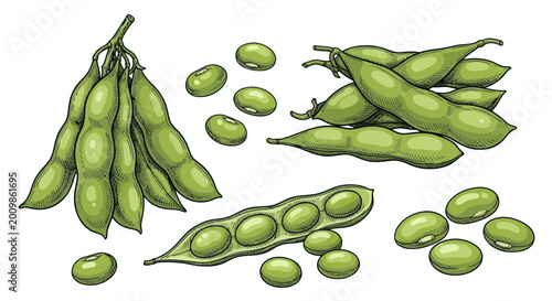 Fresh green soybeans in pods and beans, isolated on white background, hand-drawn illustration