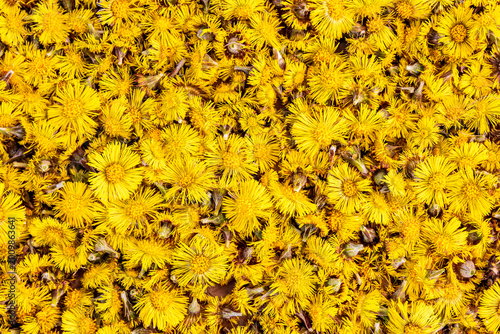 Frische Huflattich Blüten, Tussilaga Farfara