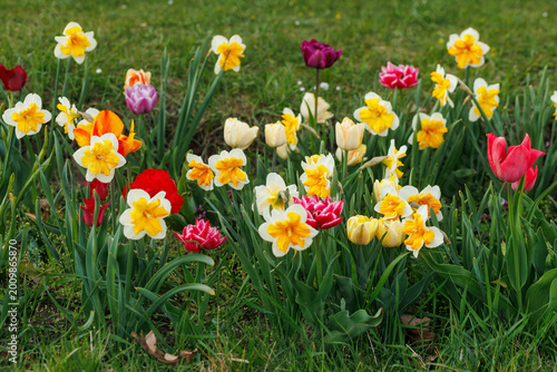 Harmonious combination of tulips and daffodils in spring flower bed with mixed varieties creating colorful balanced composition in park landscape design