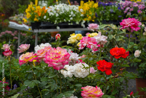 Al mercato dei Fiori