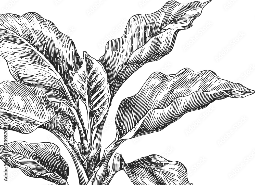 Obraz premium Detailed vintage botanical illustration of large banana plant leaves in black and white