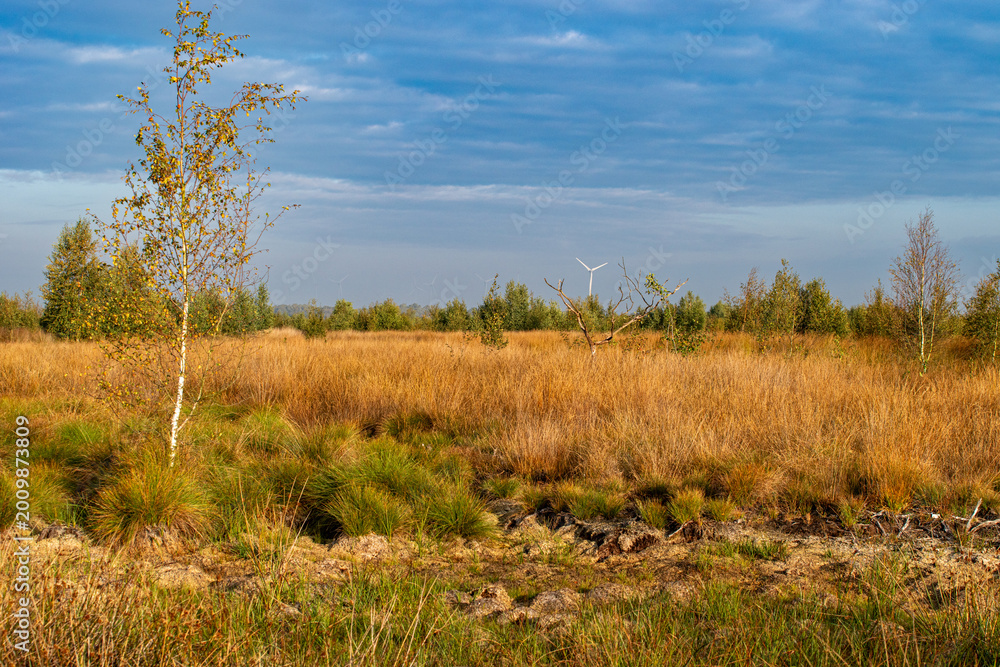 Fototapeta premium Moorlandschaft unter Klimawandel - Das Bild zeigt die großflächigen Auswirkungen von Klimawandel und Dürre auf natürliche Lebensräume und dient als visuelles Symbol für Umweltveränderung.