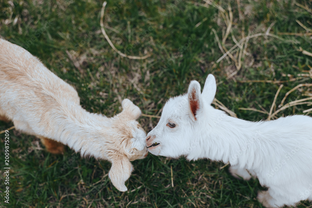 Fototapeta premium Goat, kid, animals, outdoor, nature, friendship, interaction, closeup, gentle, playful moment in a sunlit meadow as two young goats greet nose to nose, candid outdoor scene with grass and foliage,