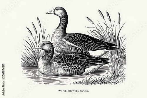 White-fronted geese swimming in marshy water