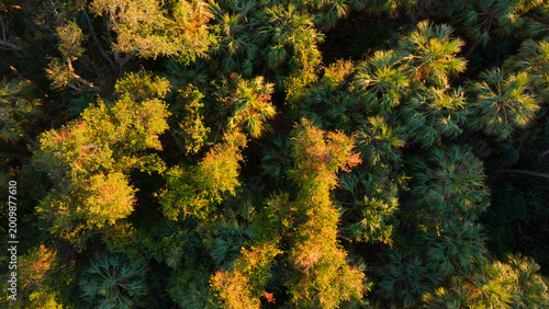 Lush green forest canopy, vibrant natural woodland, aerial view of dense tree tops, sunlit foliage, environmental conservation, nature's beauty