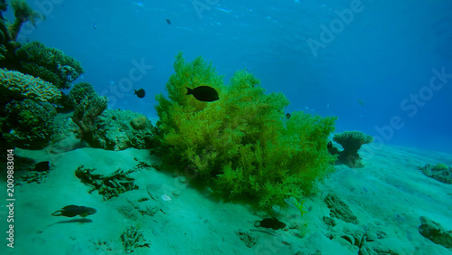 Vibrant underwater scene, lush green algae growing on sandy seabed, tropical fish swimming near coral reef. Marine life habitat, ocean ecosystem, clear blue water for nature and travel content.