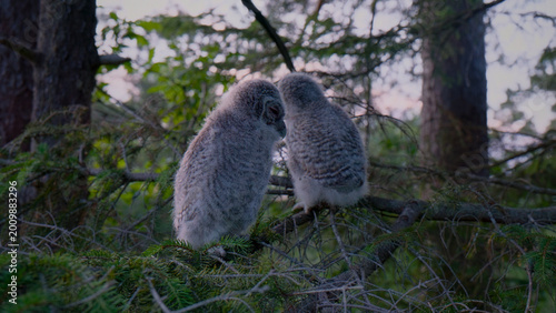 Photos Two adorable fluffy owlets perched together on a mossy tree branch, young owls in a dark forest, a heartwarming wildlife moment, nature's tender bond, perfect for conservation and animal themes