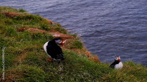 фотографія Two Atlantic puffins on a grassy cliff overlooking the ocean, a beautiful seabird pair in their natural coastal habitat, wild puffin wildlife photography