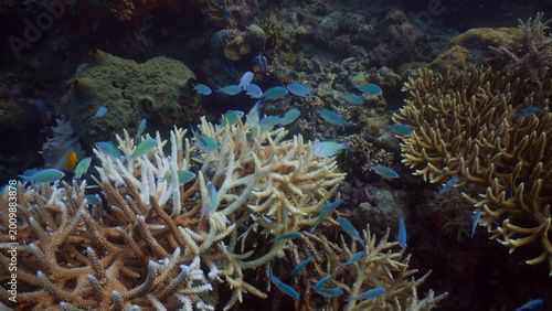 Vibrant underwater coral reef ecosystem, a diverse marine habitat with colorful fish swimming among bleached and healthy corals, showcasing ocean biodiversity and environmental concerns.