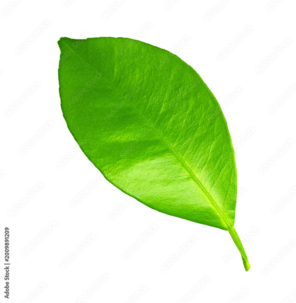 Obraz premium Fresh green healthy citrus tree leaf