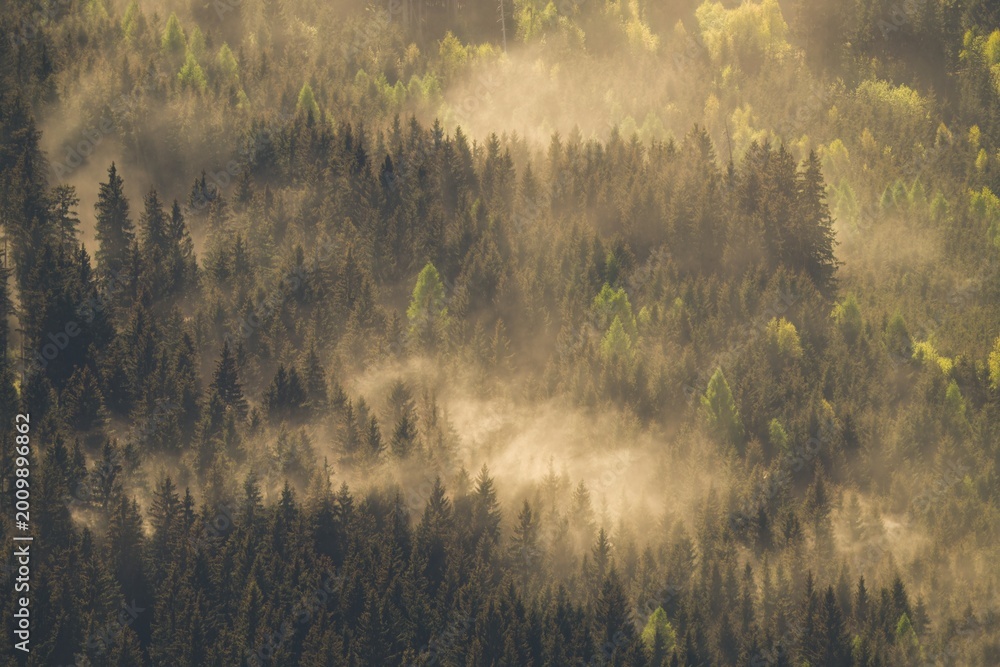 Fototapeta premium pollen from spruce trees in the air at a dry stormy spring day