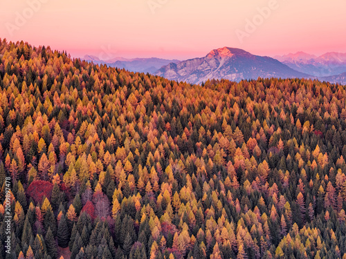 Autumn forest with vibrant fall colors and sunlit mountain peaks under a pink sky, a nature tourism destination, Paganella plateau, Trentino, Italy.