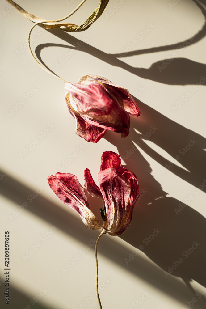 Obraz premium Multiple red tulips with geometric shadow patterns on neutral minimalist surface backdrop