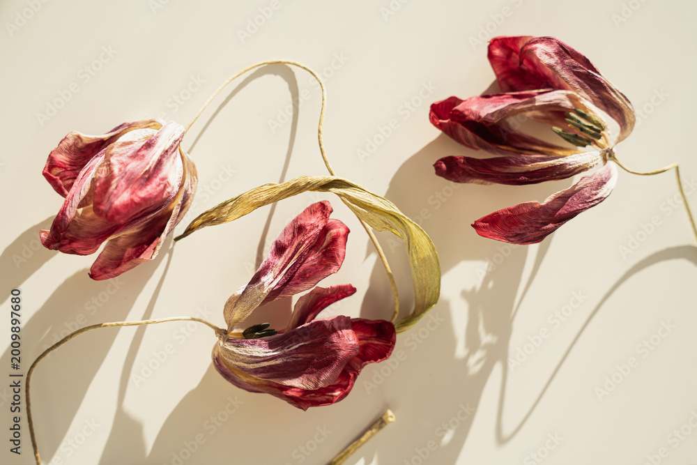 Naklejka premium Red tulip bouquet with twisted stems creating layered shadow effects