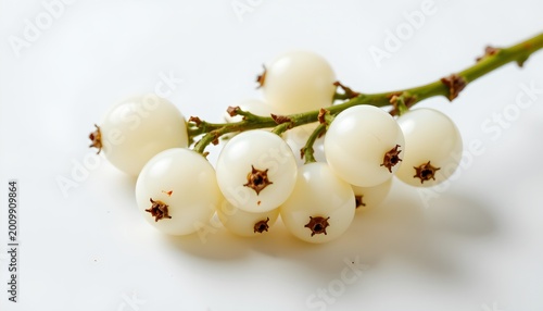 The image features a small cluster of white berries attached to a green stem. The berries are round, smooth, and uniform in size, with tiny dried caps at their tips