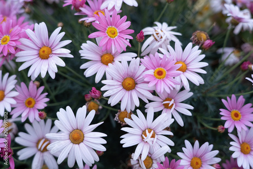 Pink and white daisies blooming in a spring garden