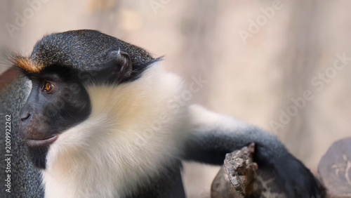 Photography Close-up portrait of a vibrant blue and white monkey, a captivating primate with