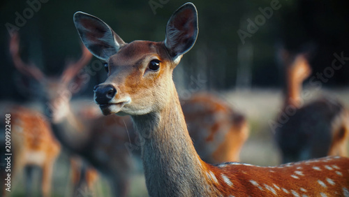 Foto Graceful Sika deer portrait, a beautiful wild animal with spotted fur, standing in a natural forest environment