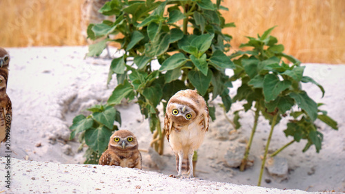 Obraz na płótnie Adorable burrowing owl chicks in a sandy desert habitat, two small owlets with f
