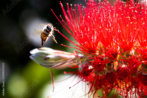 Stunning macro shot of a honey bee in mid-air flight approaching a vibrant red bottlebrush flower with a soft bokeh background.