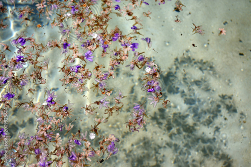 Tableau sur toile fleurs qui flottent