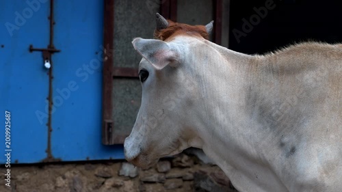 Close up, cow's muzzle while shaking its ears. Sacred cow. Slow motion 4K