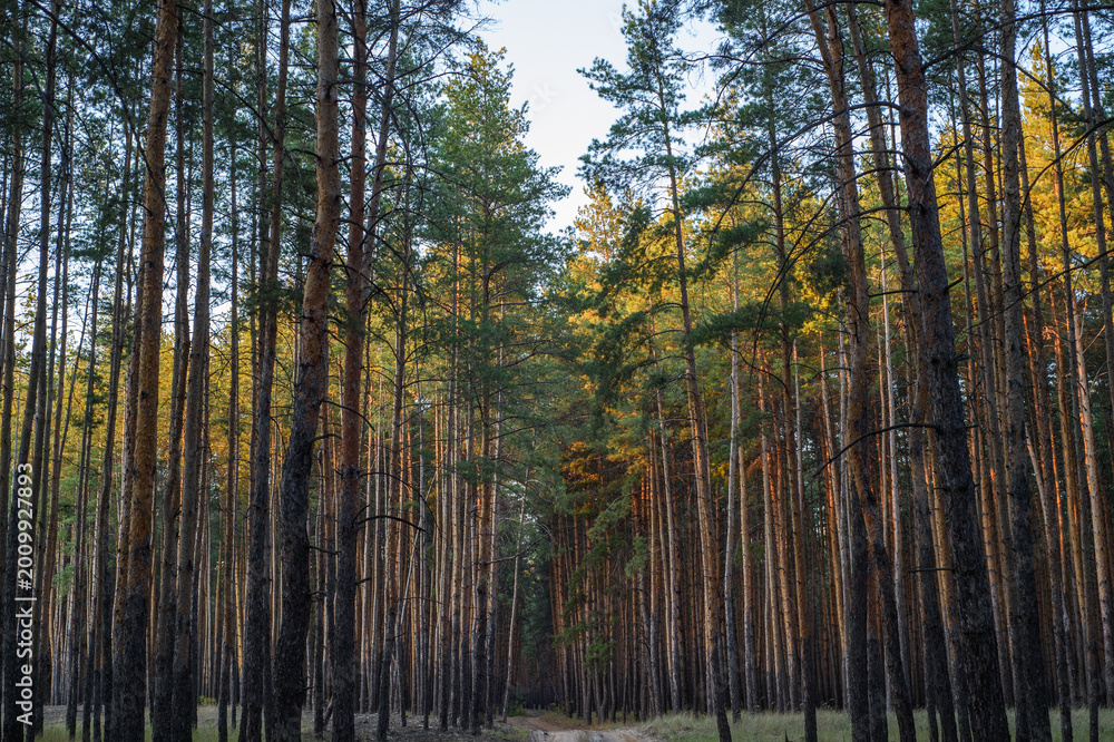 Fototapeta premium Autumn Coniferous and Deciduous Forest