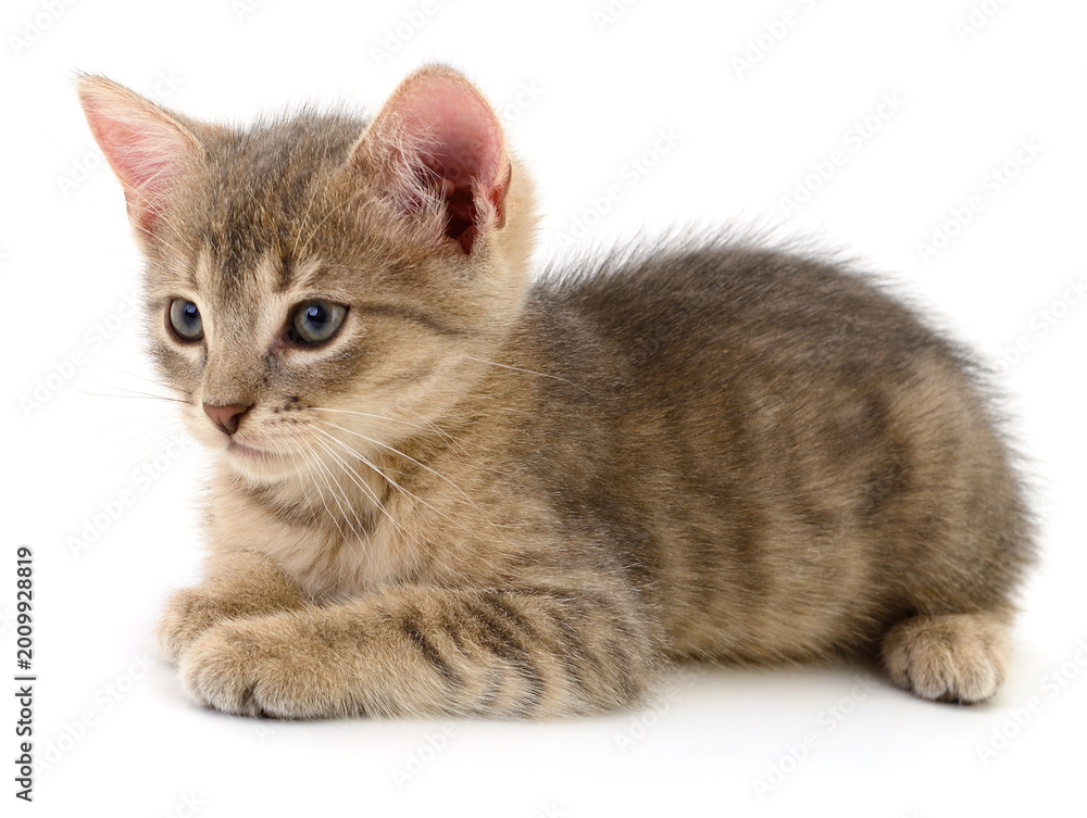Fototapeta premium Small Striped Kitten Lying Isolated on White Background