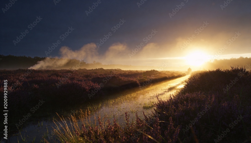 Fototapeta premium Walking lone figure wearing coat moving along shiny path on moor with purple heather, copy space