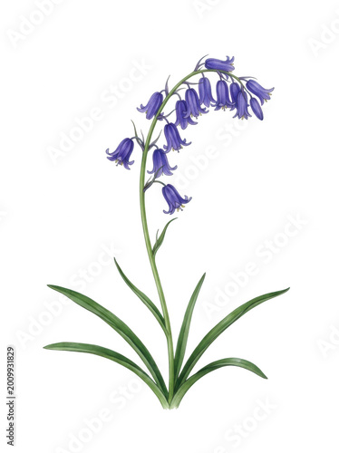 Bluebell flower with transparent background, purple blooms