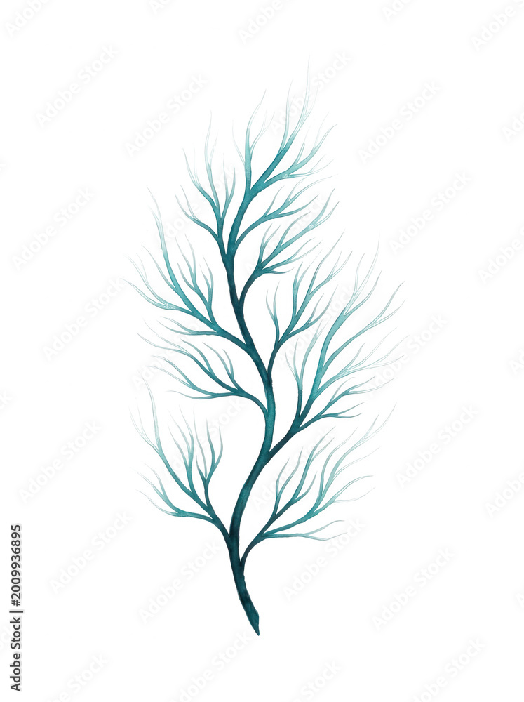 Obraz premium Teal seaweed branch on transparent background, ocean plant