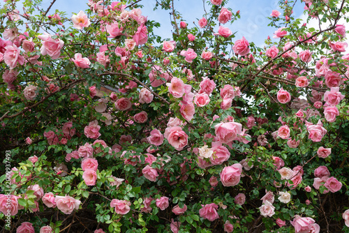 Pink climbing roses blooming against blue sky