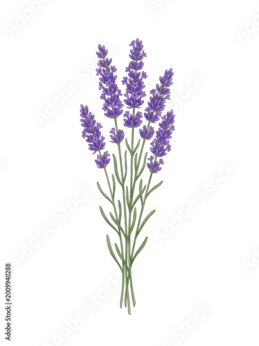 Lavender flowers bouquet with transparent background