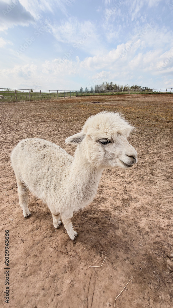 Fototapeta premium White alpaca standing on dry ground in an open field with blue sky and clouds visible in the background