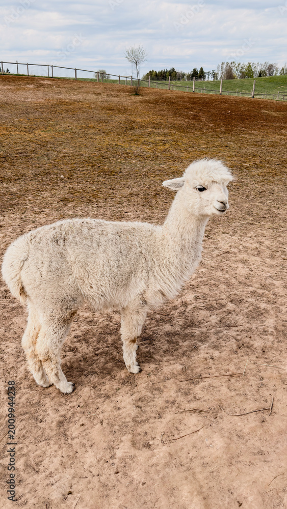 Fototapeta premium White alpaca standing on dry ground in a farm setting with green grass and trees visible in the background