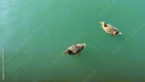 Two Ducks Swimming In Green Pond, Gentle Ripples And Sunlight Reflections, Minimal Composition With Close Crop, Visible Feather Texture, Pair Gliding And Foraging Near Surface, Tranquil Mood