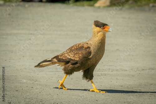 Принти на полотні Caracara es un género de aves de presa en la familia Falconidae, nativos de la mayor parte de América