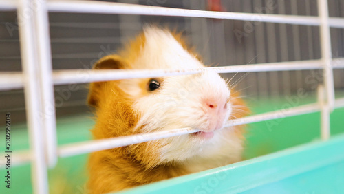 Foto Abyssinian Guinea Pig Biting the Metal Bars of its Cage