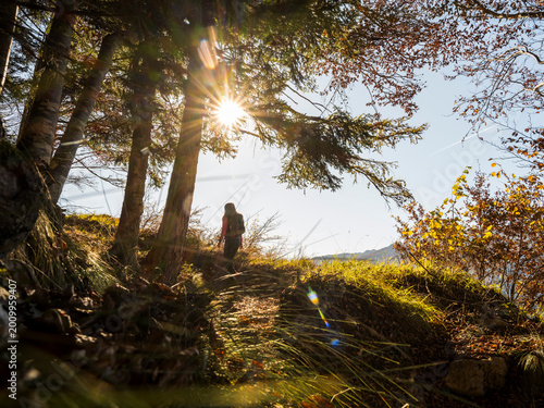 Hiker with backpack walks uphill on a sun-drenched autumn forest path, enjoying outdoor adventure and exploration in Forra del Lupo Trekking, Great World War, Trentino, Italy.