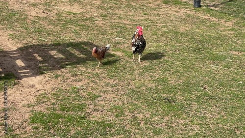 Colorful rooster and hen forage together on grassy ground, showcasing their natural behavior in a farmyard setting